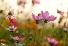 迄今依然稳定可靠的5大最佳Netflix 机场节点[年测试]-如何打开谷歌