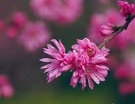 Panda(熊猫)加速器评测-年性价比最高的扶墙工具-如何打开谷歌