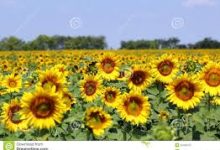 最新选择国外机场注意事项-如何打开谷歌