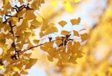 Apple苹果代理节点机场与iphone科学上网指南ipad梯子排行榜-如何打开谷歌