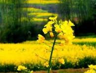 ios 小火箭推荐–苹果iphone 小火箭推荐-如何打开谷歌