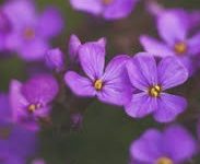 Pure机场节点 评测-如何打开谷歌